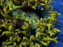 Load image into Gallery viewer, Catalaphyllia jardinei XL “Chernobyl Ultra Toxic Yellow”