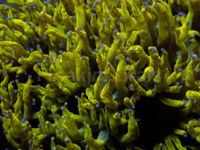 Load image into Gallery viewer, Catalaphyllia jardinei XL “Chernobyl Ultra Toxic Yellow”