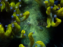 Load image into Gallery viewer, Catalaphyllia jardinei XL “Chernobyl Ultra Toxic Yellow”