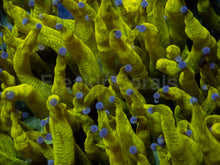 Load image into Gallery viewer, Catalaphyllia jardinei XL “Chernobyl Ultra Toxic Yellow”