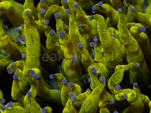 Load image into Gallery viewer, Catalaphyllia jardinei XL “Chernobyl Ultra Toxic Yellow”