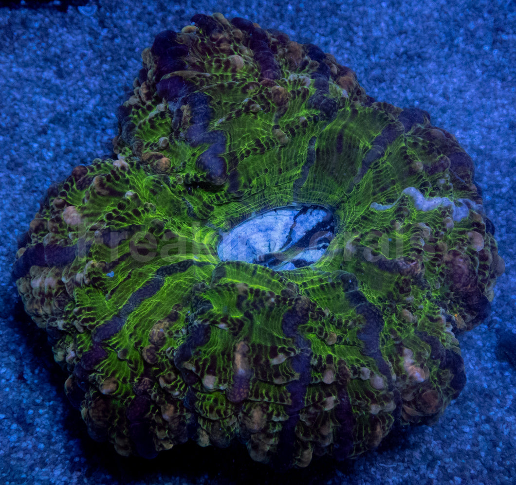 Acanthophyllia deshayesiana “Green Glass with Blue Mouth”