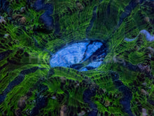 Load image into Gallery viewer, Acanthophyllia deshayesiana “Green Glass with Blue Mouth”