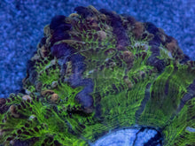 Load image into Gallery viewer, Acanthophyllia deshayesiana “Green Glass with Blue Mouth”