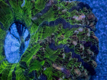 Load image into Gallery viewer, Acanthophyllia deshayesiana “Green Glass with Blue Mouth”
