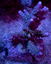 Load image into Gallery viewer, Acropora gomesi “Azul” – Colonies (S / M / L)