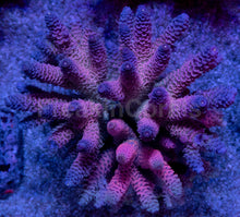 Load image into Gallery viewer, Acropora millepora “Rainbow” – Colonies (S / M / L)