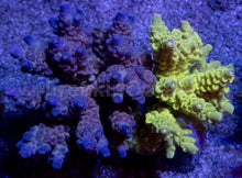 Load image into Gallery viewer, Acropora tenuis Combo – Blue &amp; Yellow Colonies (S / M / L)