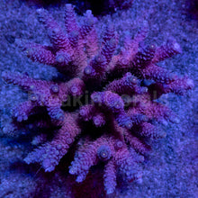 Load image into Gallery viewer, Acropora millepora “Rainbow” – Colonies (S / M / L)