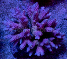 Load image into Gallery viewer, Acropora millepora “Rainbow” – Colonies (S / M / L)