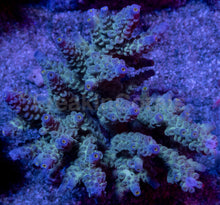 Load image into Gallery viewer, Acropora tenuis “Ice Core Blue Tips” – Colonies (S / M / L)