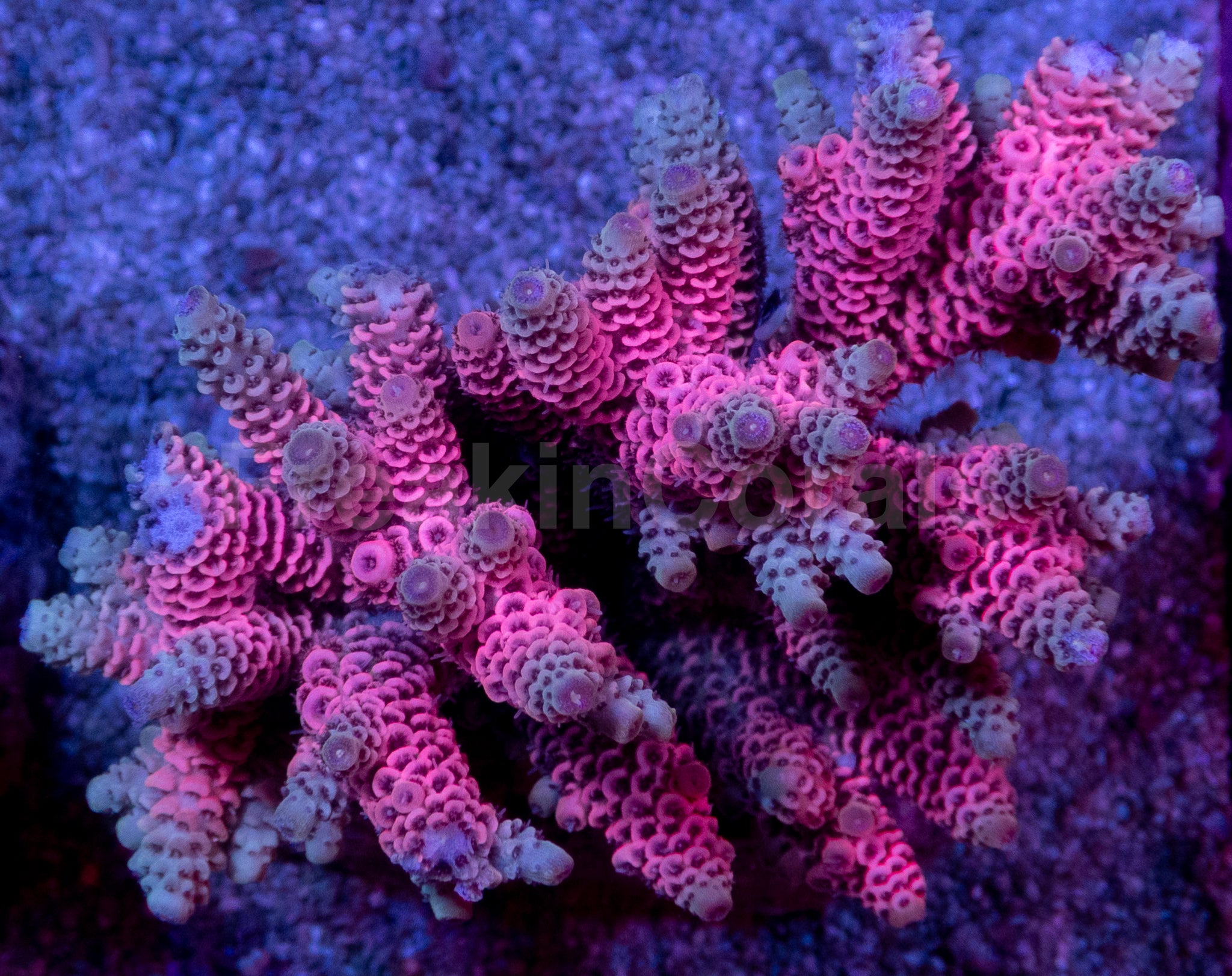 Coralꪔ̤̫ New Corals – freakincorals.com