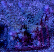 Load image into Gallery viewer, Acropora gomesi “Azul” – Colonies (S / M / L)
