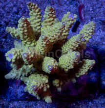 Load image into Gallery viewer, Acropora tenuis “Amarela Tóxica” – Colonies (S / M / L)
