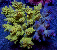 Load image into Gallery viewer, Acropora tenuis Combo – Blue &amp; Yellow Colonies (S / M / L)