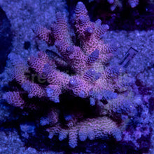 Load image into Gallery viewer, Acropora millepora “Rainbow” – Colonies (S / M / L)