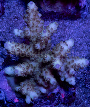 Load image into Gallery viewer, Acropora “Green Round Tip” – Colonies (S / M / L)