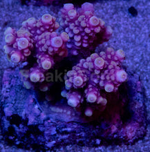 Load image into Gallery viewer, Acropora “Pink &amp; Peach Tip” – Colonies (S / M / L)