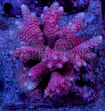 Carregar imagem no visualizador da galeria, Acropora millepora “Pink” – Colonies (S / M / L)