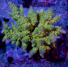 Load image into Gallery viewer, Acropora tenuis “Amarela Tóxica” – Colonies (S / M / L)