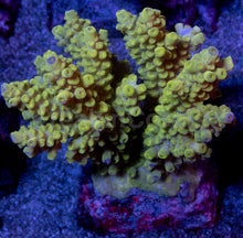Load image into Gallery viewer, Acropora tenuis “Amarela Tóxica” – Colonies (S / M / L)