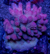 Load image into Gallery viewer, Acropora hyacinthus “Pink” – Colonies (S / M / L)