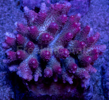Load image into Gallery viewer, Acropora hyacinthus “Pink” – Colonies (S / M / L)