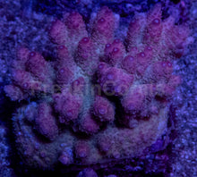 Load image into Gallery viewer, Acropora hyacinthus “Pink” – Colonies (S / M / L)