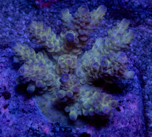 Load image into Gallery viewer, Acropora tenuis “Ice Core Blue Tips” – Colonies (S / M / L)