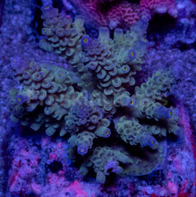 Load image into Gallery viewer, Acropora tenuis “Ice Core Blue Tips” – Colonies (S / M / L)