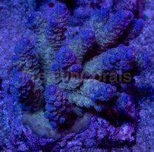 Load image into Gallery viewer, Acropora tenuis “Ice Core Blue Tips” – Colonies (S / M / L)