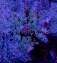 Load image into Gallery viewer, Acropora gomesi “Azul” – Colonies (S / M / L)