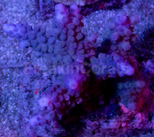 Load image into Gallery viewer, Acropora gomesi “Azul” – Colonies (S / M / L)