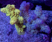 Load image into Gallery viewer, Acropora tenuis Combo – Blue &amp; Yellow Colonies (S / M / L)