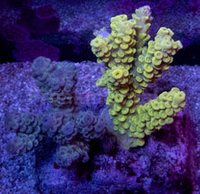 Load image into Gallery viewer, Acropora tenuis Combo – Blue &amp; Yellow Colonies (S / M / L)