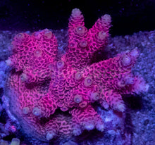 Carregar imagem no visualizador da galeria, Acropora millepora “Pink” – Colonies (S / M / L)