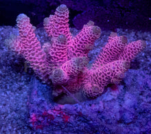 Carregar imagem no visualizador da galeria, Acropora millepora “Pink” – Colonies (S / M / L)