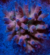 Load image into Gallery viewer, Acropora millepora “Rainbow” – Colonies (S / M / L)