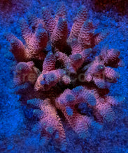 Load image into Gallery viewer, Acropora millepora “Rainbow” – Colonies (S / M / L)
