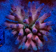 Load image into Gallery viewer, Acropora millepora “Rainbow” – Colonies (S / M / L)