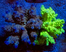 Load image into Gallery viewer, Acropora tenuis Combo – Blue &amp; Yellow Colonies (S / M / L)