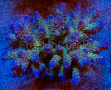 Load image into Gallery viewer, Acropora tenuis “Ice Core Blue Tips” – Colonies (S / M / L)