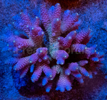Load image into Gallery viewer, Acropora millepora “Rainbow” – Colonies (S / M / L)
