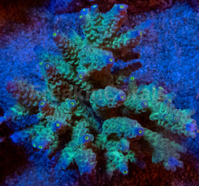 Load image into Gallery viewer, Acropora tenuis “Ice Core Blue Tips” – Colonies (S / M / L)