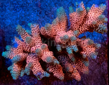 Carregar imagem no visualizador da galeria, Acropora millepora “Pink” – Colonies (S / M / L)