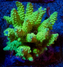 Load image into Gallery viewer, Acropora tenuis “Amarela Tóxica” – Colonies (S / M / L)