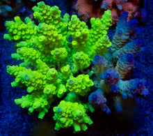 Load image into Gallery viewer, Acropora tenuis Combo – Blue &amp; Yellow Colonies (S / M / L)