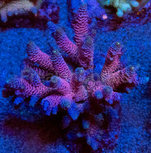 Carregar imagem no visualizador da galeria, Acropora millepora “Pink” – Colonies (S / M / L)