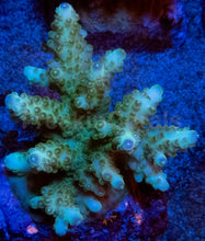 Load image into Gallery viewer, Acropora “Green Round Tip” – Colonies (S / M / L)