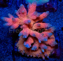 Carregar imagem no visualizador da galeria, Acropora millepora “Pink” – Colonies (S / M / L)